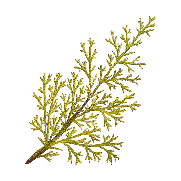 A branch of juniper, isolated on a white background, stock illustration drawn in gouache and watercolor, for design and decor - Photo, Image