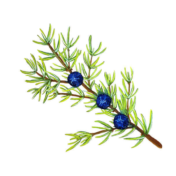Juniper branch with berries, isolated on white background, stock illustration painted in gouache and watercolor, for design and decor - Photo, Image