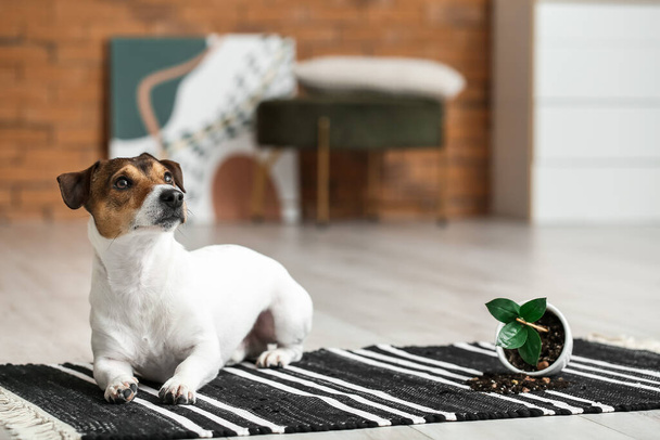 Tuhma koira lähellä kaatunut huonekasvi matolla - Valokuva, kuva