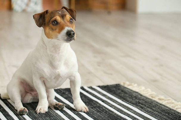 lindo divertido perro sentado en suave alfombra en casa - Foto, Imagen