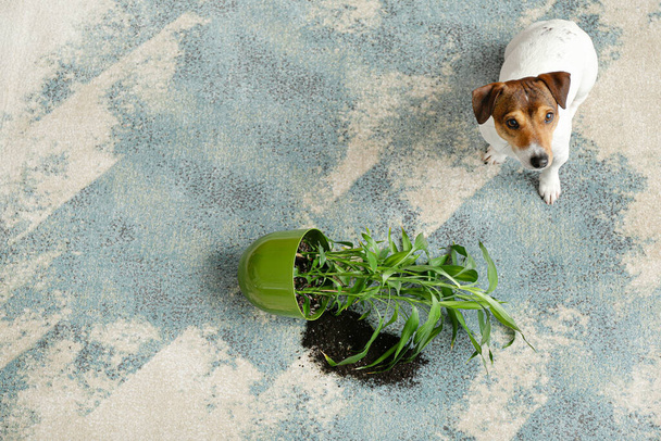 Perro travieso cerca volcado planta de interior en la alfombra - Foto, imagen