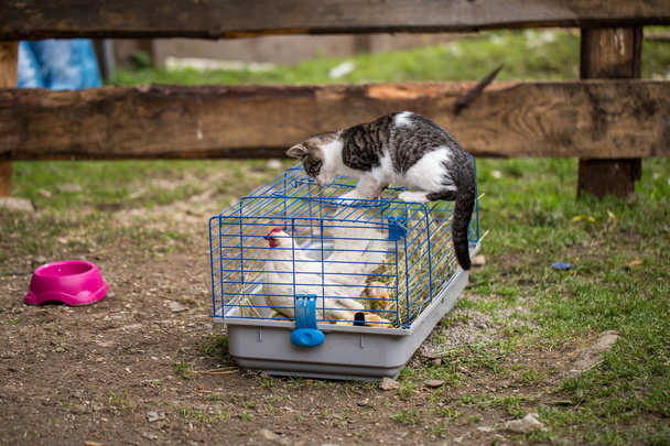 tavuk tarafından saldırıya kedi - Fotoğraf, Görsel