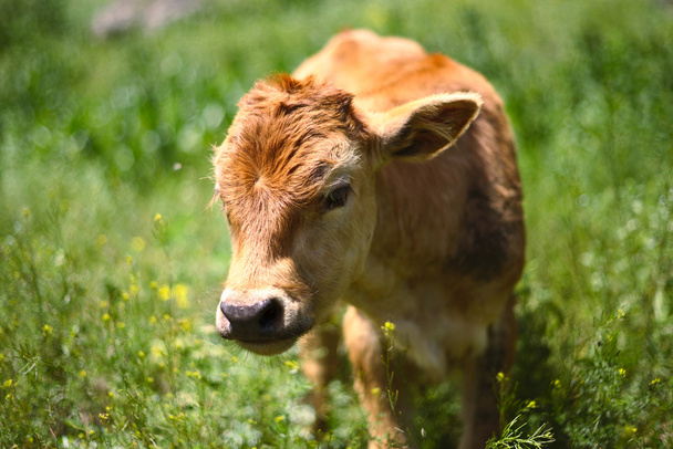 Bellissimo vitello
 - Foto, immagini