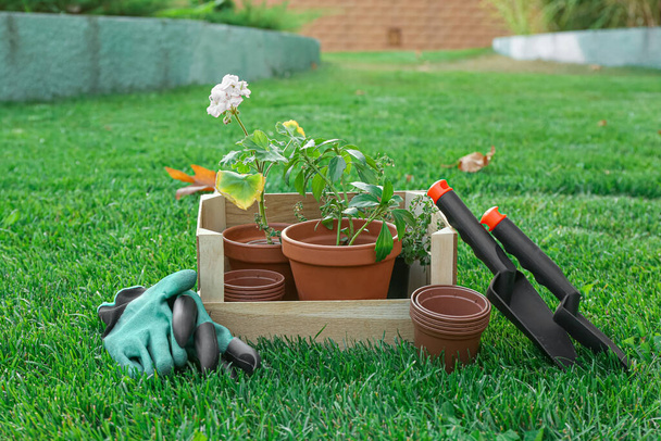 Caixa de madeira com vasos de plantas e ferramentas de jardinagem na grama verde ao ar livre - Foto, Imagem