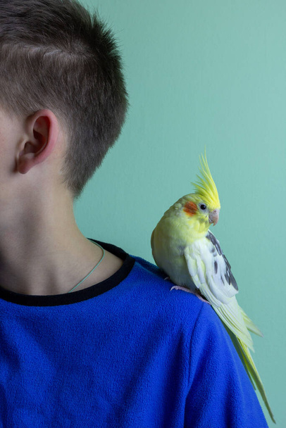 Желтый попугай-какатиэль сидит на плече мальчика. Концепция ухода за животными. - Фото, изображение