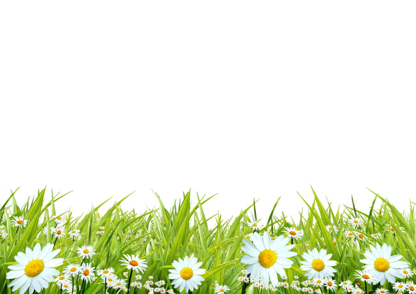 Трава с белыми ромашками - Фото, изображение