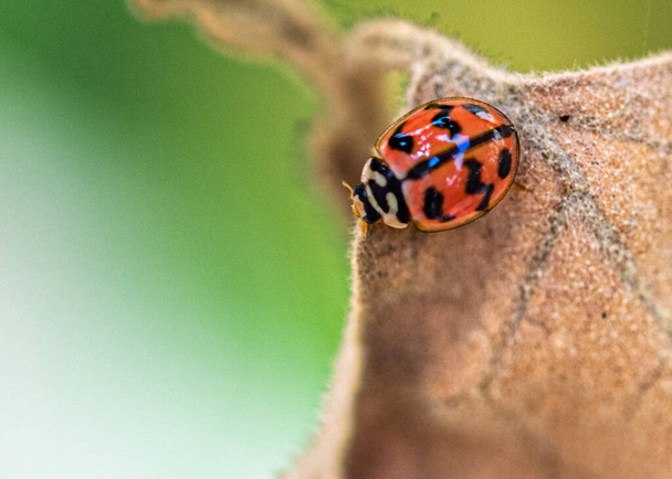 Een lieveheersbeestje op een droog blad rustend - Foto, afbeelding