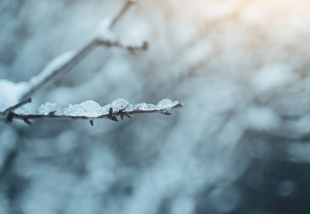 桜の枝に雪が溶け込む選択的な焦点、休日の背景のためのヴィンテージトーンで冬の美しい自然 - 写真・画像