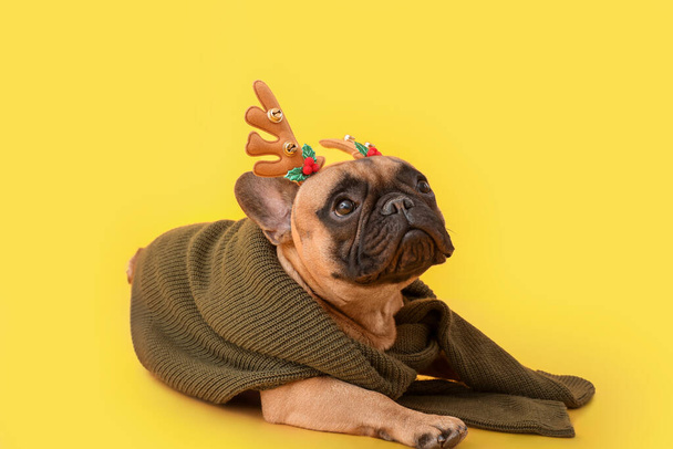 Cute buldog francuski z rogami jelenia i sweter na tle koloru - Zdjęcie, obraz