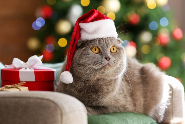 かわいいですスコティッシュfold猫でサンタ帽子ホーム上のクリスマスeve - 写真・画像
