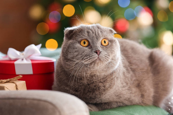 かわいいですスコティッシュfold猫ホーム上のクリスマスeve - 写真・画像
