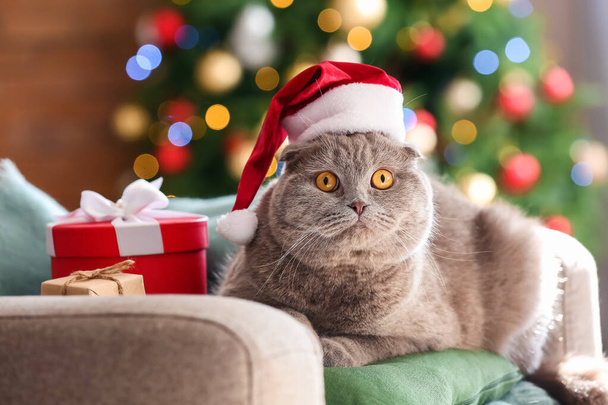 かわいいですスコティッシュfold猫でサンタ帽子ホーム上のクリスマスeve - 写真・画像