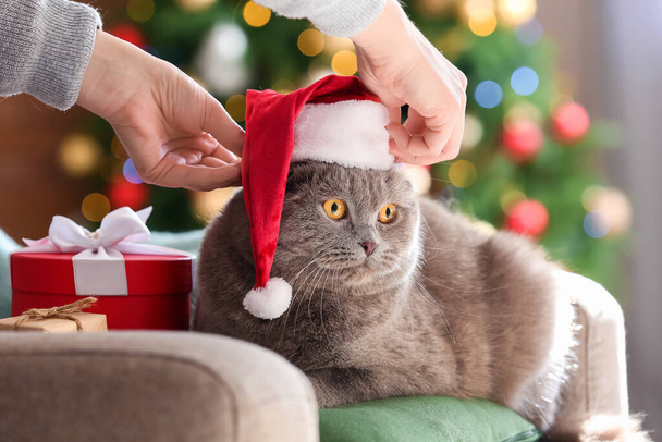 所有者かわいいスコットランドの上にサンタの帽子を置くクリスマスの前夜に猫を折る - 写真・画像