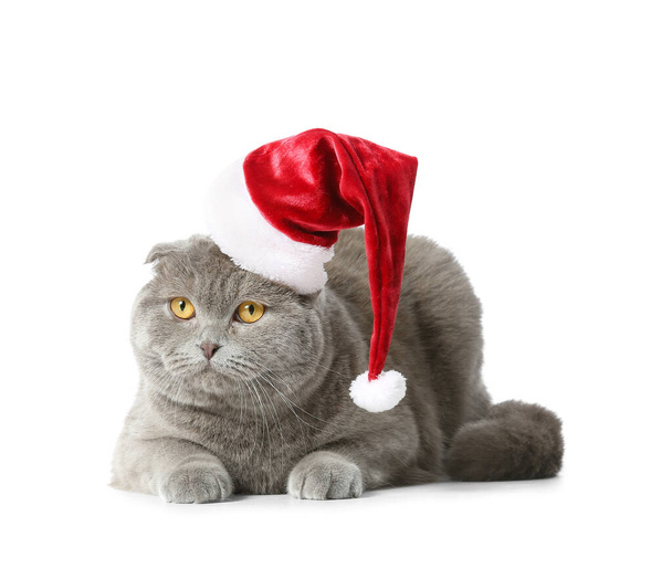 Cute Scottish Fold cat in Santa hat on white background - Foto, afbeelding