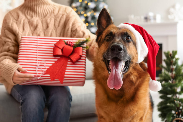 Donna con regalo e simpatico cane pastore tedesco a casa la vigilia di Natale - Foto, immagini