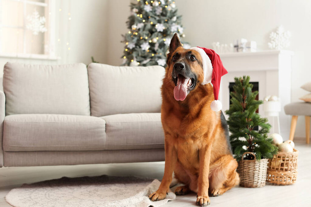 かわいいですドイツの羊飼い犬でサンタ帽子ホーム上のクリスマス前夜 - 写真・画像