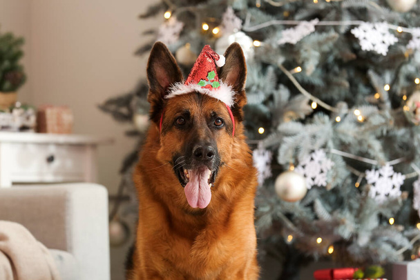 Cute German Shepherd dog in Santa hat near Christmas tree at home - Photo, Image