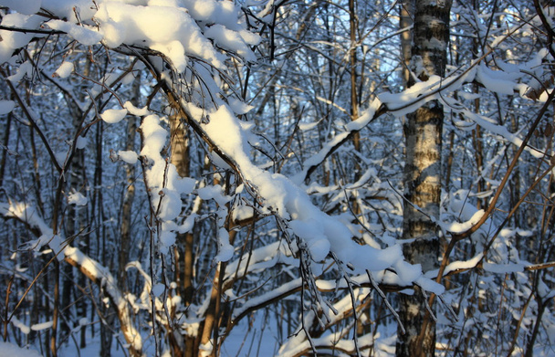 Trees in snow - Photo, image