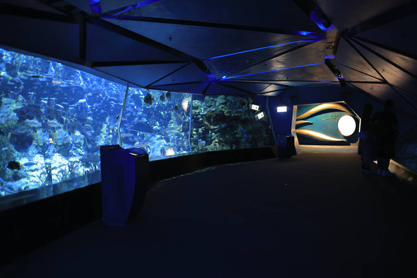 18 Nov 2021 Das Grand Aquarium im Ocean Park, Hongkong - Foto, Bild