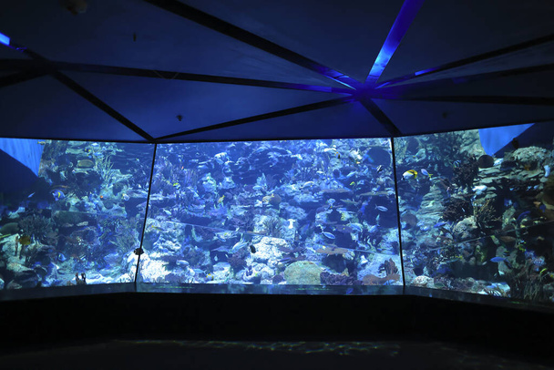18 nov 2021 Het Grand Aquarium in Ocean Park, Hong Kong - Foto, afbeelding