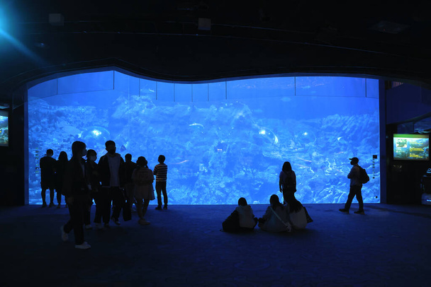 18 marras 2021 Ihmiset katselevat iso akvaario, Ocean Park Hong Kong - Valokuva, kuva