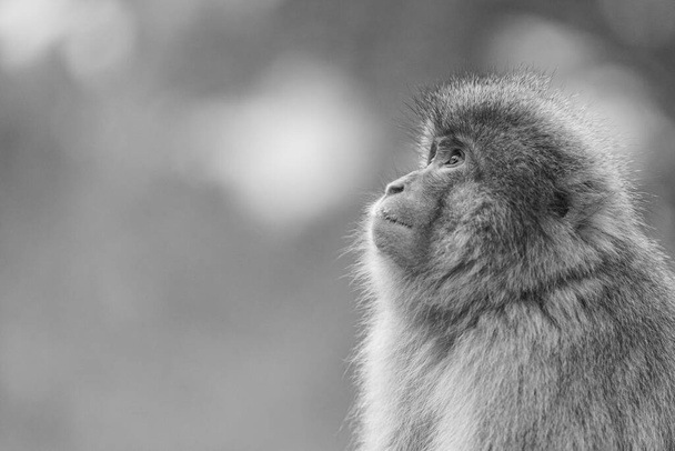 A grayscale closeup shot of a small monkey looking up - Φωτογραφία, εικόνα