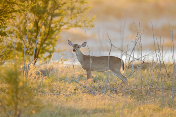 A selective focus shot of whitetail deer in a field - Foto, imagen