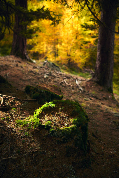 The vertical closeup shot of a forest - Foto, Imagem