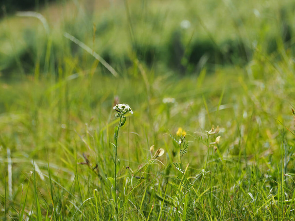 A closeup of small wildflowers and fresh green grass - Zdjęcie, obraz