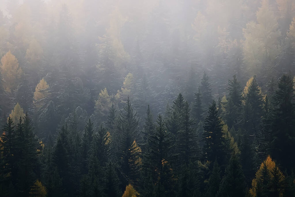 autumn fog landscape forest mountains, trees view mist - Фото, изображение