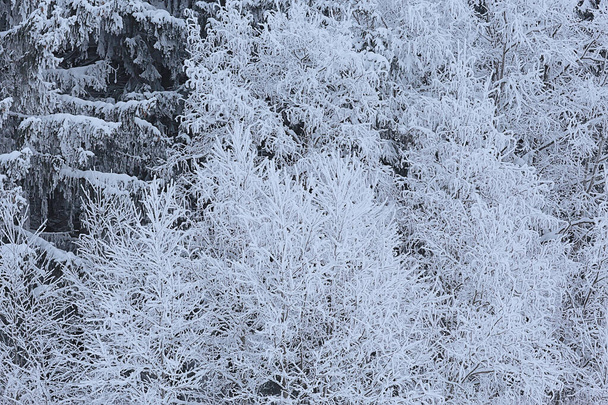 winter landscape trees covered with hoarfrost - Fotoğraf, Görsel