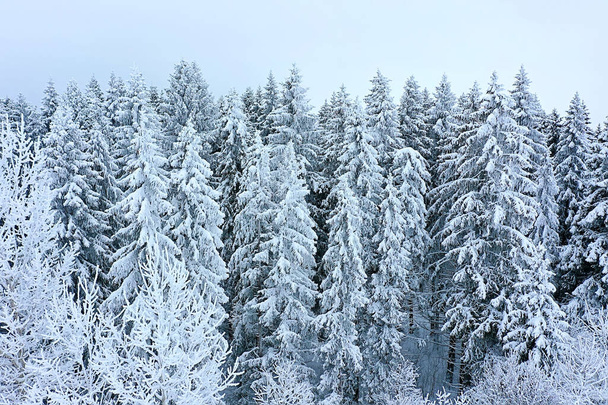 arbres forêt gel vue du dessus fond, abstrait drone vue nature saisonnier hiver épinette - Photo, image