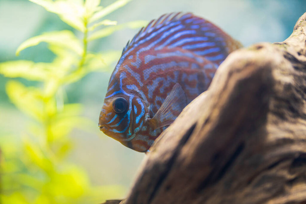 Beautiful  view of gorgeous tiger Turks discus aquarium fish. Hobby concept. Sweden. - Photo, Image