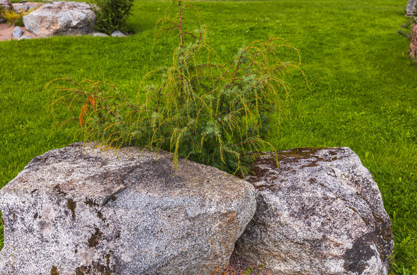 Close-up view of a juniper among stones. Green nature backgrounds. Sweden. - 写真・画像