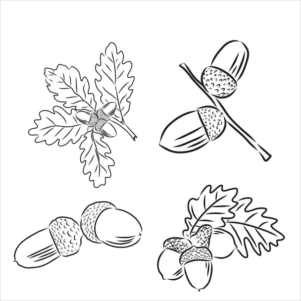 Definir galhos de carvalho com folhas e bolotas, contorno preto sobre fundo branco. Vetor
 - Vetor, Imagem