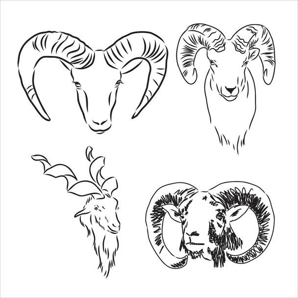 vector set of rams, male of sheep, hand drawn sketch of animals isolated at white background - Vector, Image