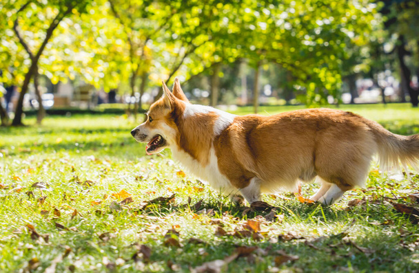 Portrait of cute welsh corgi dog at the park. - Valokuva, kuva