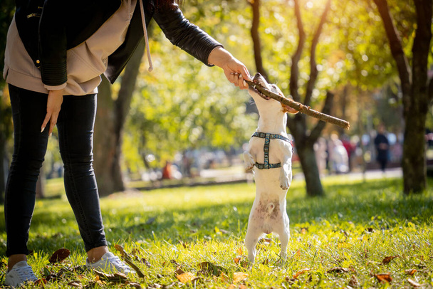 The owner trains the jack russell terrier dog in the park. - Фото, изображение
