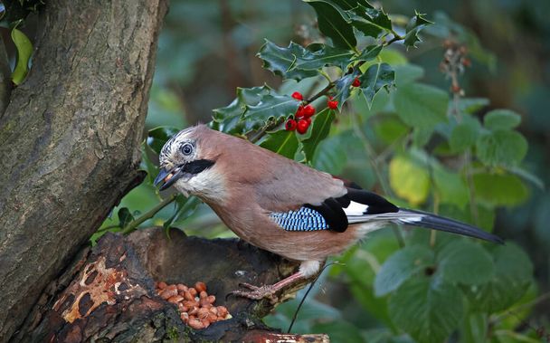 Eurasian jay collecting nuts to cache in the woods - Фото, изображение
