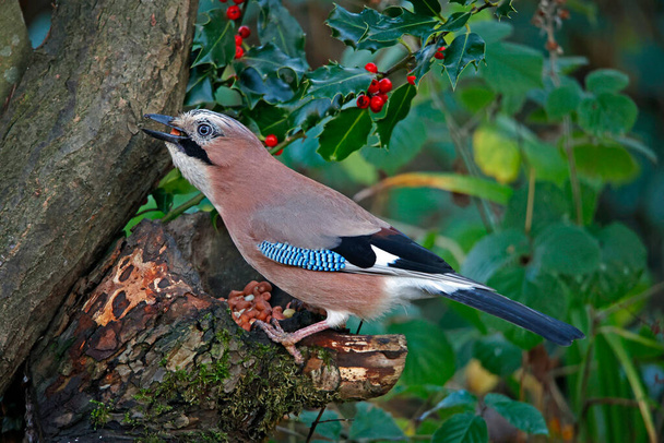 Eurasian jay collecting nuts to cache in the woods - Photo, Image