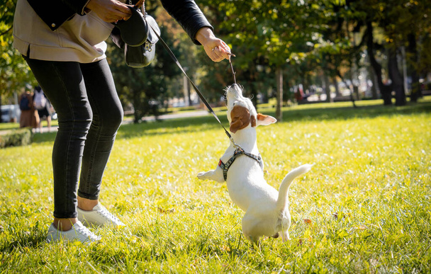 The owner trains the jack russell terrier dog in the park. - Foto, immagini