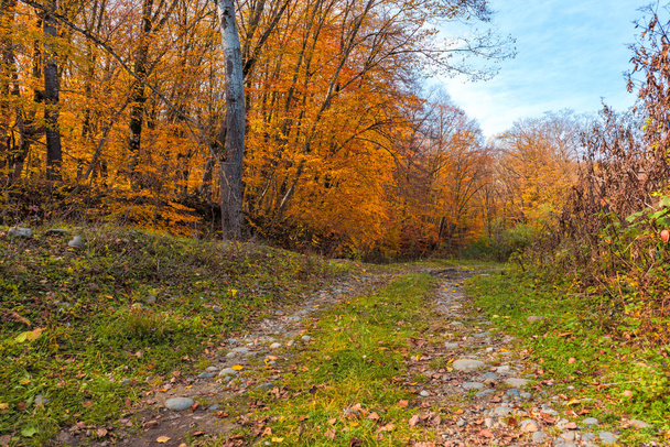 a dirt dirt road paved with cobblestones, a forest road. The road is surrounded by trees in autumn attire, brightly colored - Foto, Imagem
