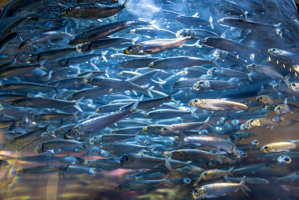 Srebrna grupa pływających lśniących ryb w niebieskim zbiorniku - Zdjęcie, obraz