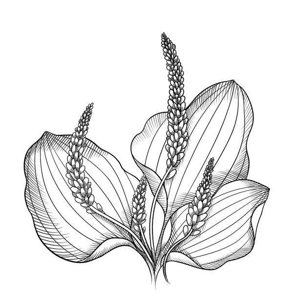 blooming black and white graphic plantain sketch - Foto, imagen
