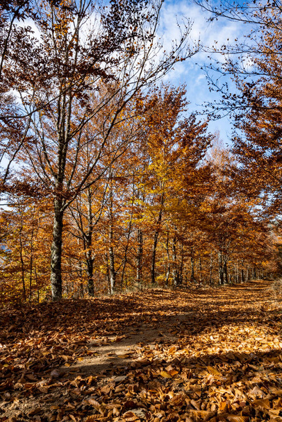 Autumn forest pathway leaves fall in ground landscape on autumnal background in November - Fotoğraf, Görsel