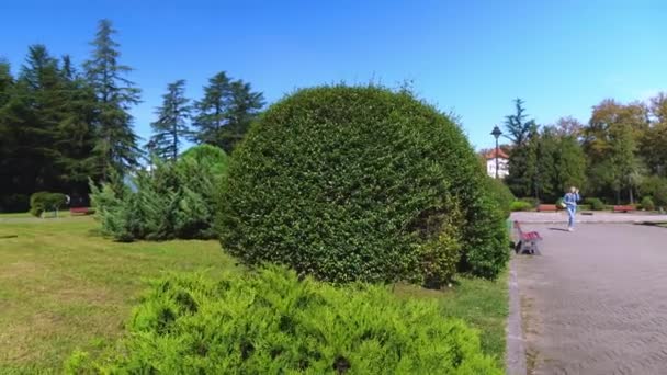 Parktaki bahçedeki güzel kesilmiş minyatür yeşil ağaçlar. - Video, Çekim