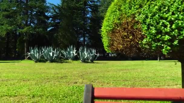 Мбаппе обрезал миниатюрные зеленые деревья в саду в парке. - Кадры, видео