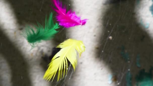 Plumas multicolores en las telas de araña simbolizan animales en circos - Imágenes, Vídeo