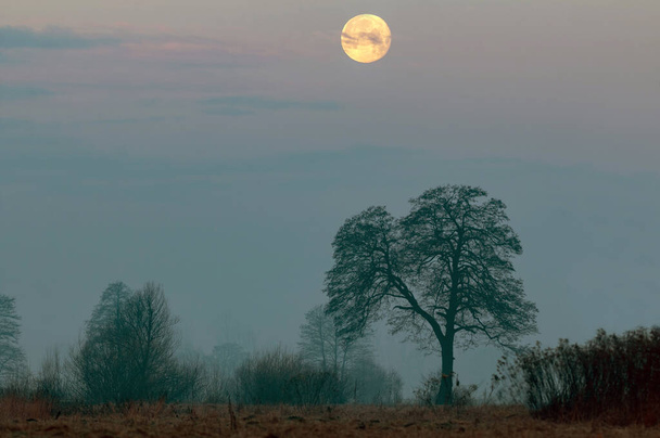 Luna elevándose por encima de un árbol y el paisaje en la tarde - Foto, imagen