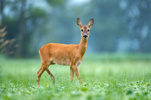 Female roe deer standing in a field and looking at the camera - Photo, Image